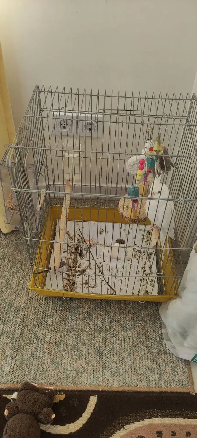 عروس هلندی|پرنده|محمدیه-قزوین, |دیوار