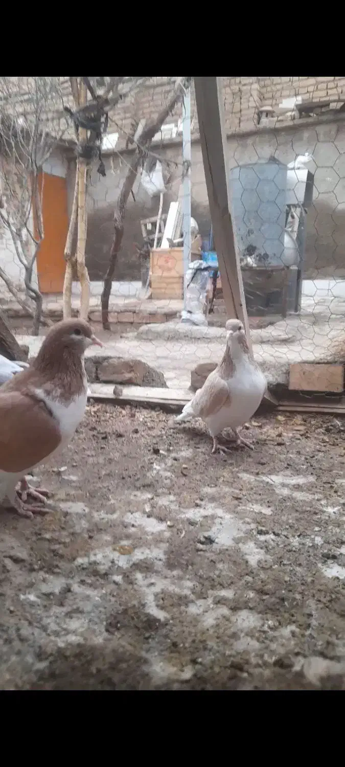 پیدا کردم|حیوانات|سبزوار, ایزی شهر|دیوار