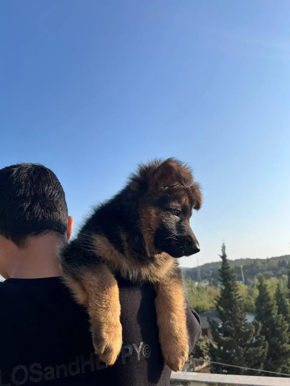 توله ژرمن شولاین اصیل|سگ|ساری, |دیوار