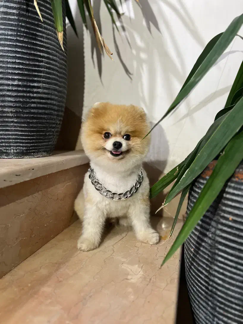 خرسی بوفیس نر جفتگیری|سگ|اصفهان, سپاهانشهر|دیوار