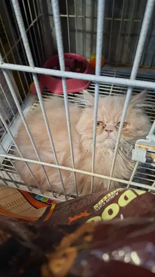 گربه پرشین بسیار باهوش ۳ماهه|گربه|تبریز, |دیوار