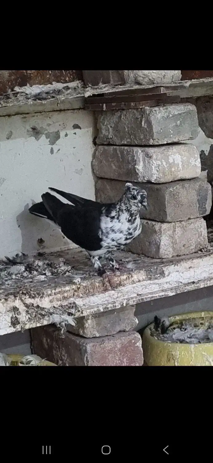 کفتر سینه باز قاره|پرنده|کرمانشاه, |دیوار