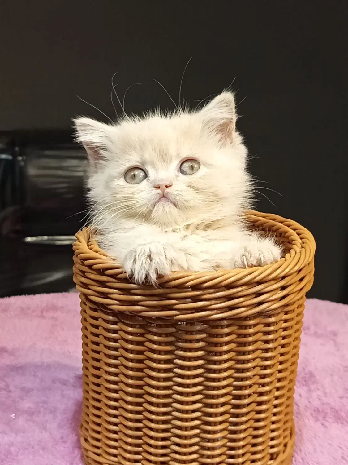 بچه گربه های برتیش کاراملی|گربه|تهران, تهرانسر مرکزی|دیوار