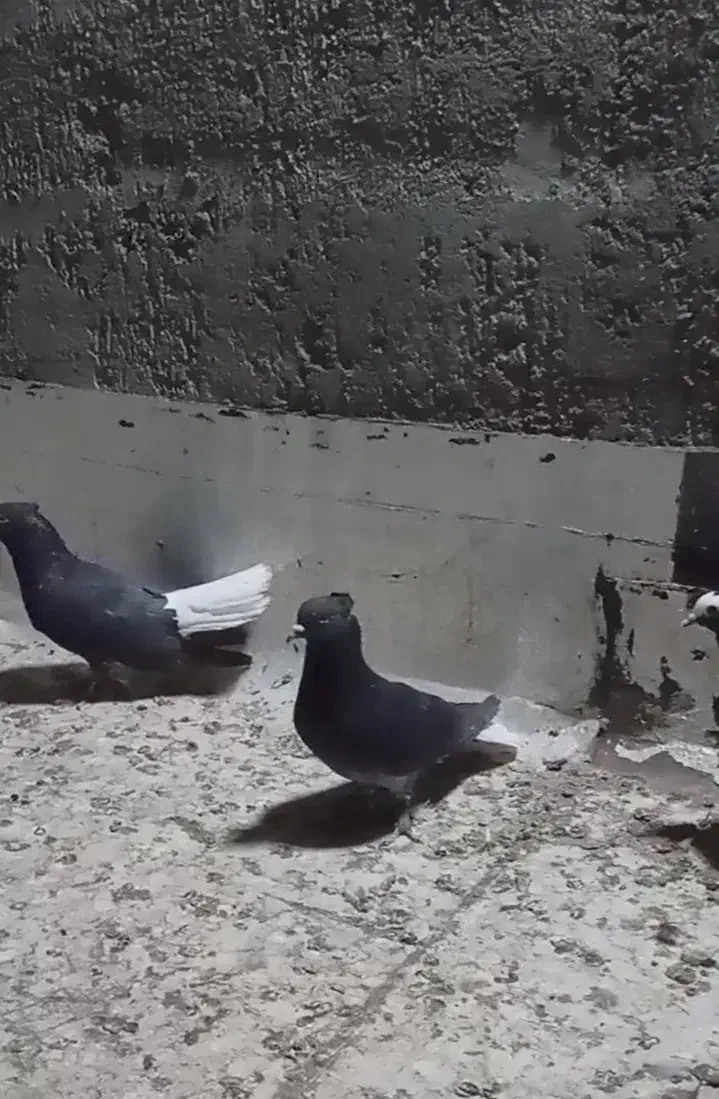 دوعدد دم سفید|پرنده|بم, |دیوار