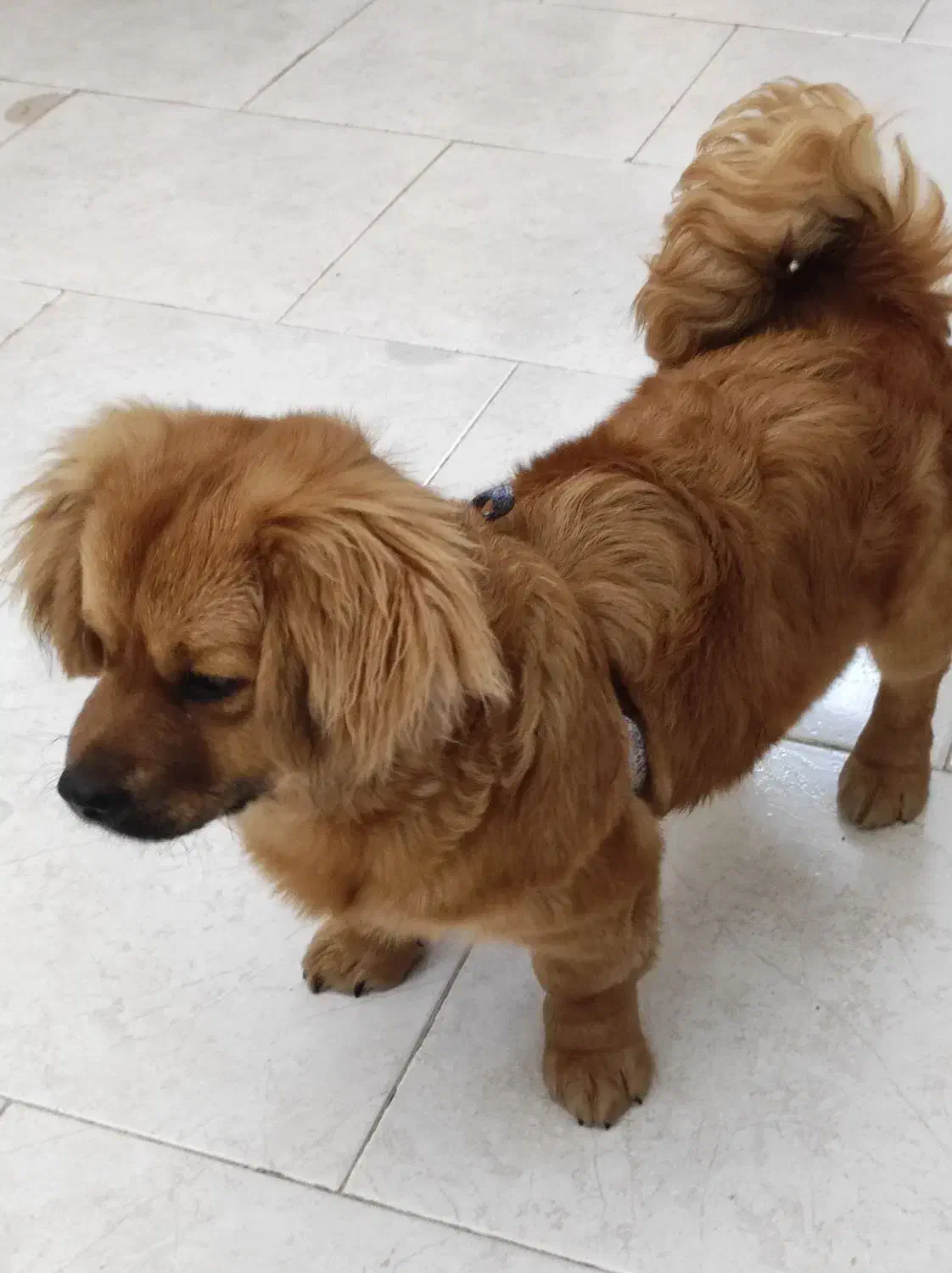 فروش سگ خانگی|سگ|فردیس, شهرک ناز|دیوار