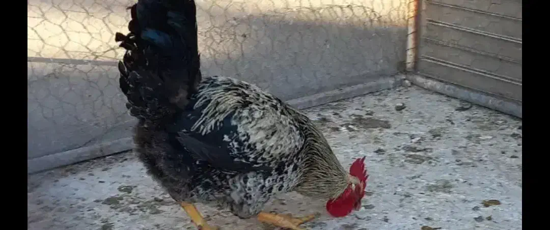 خروس پیداشده|حیوانات|قم, ولیعصر|دیوار