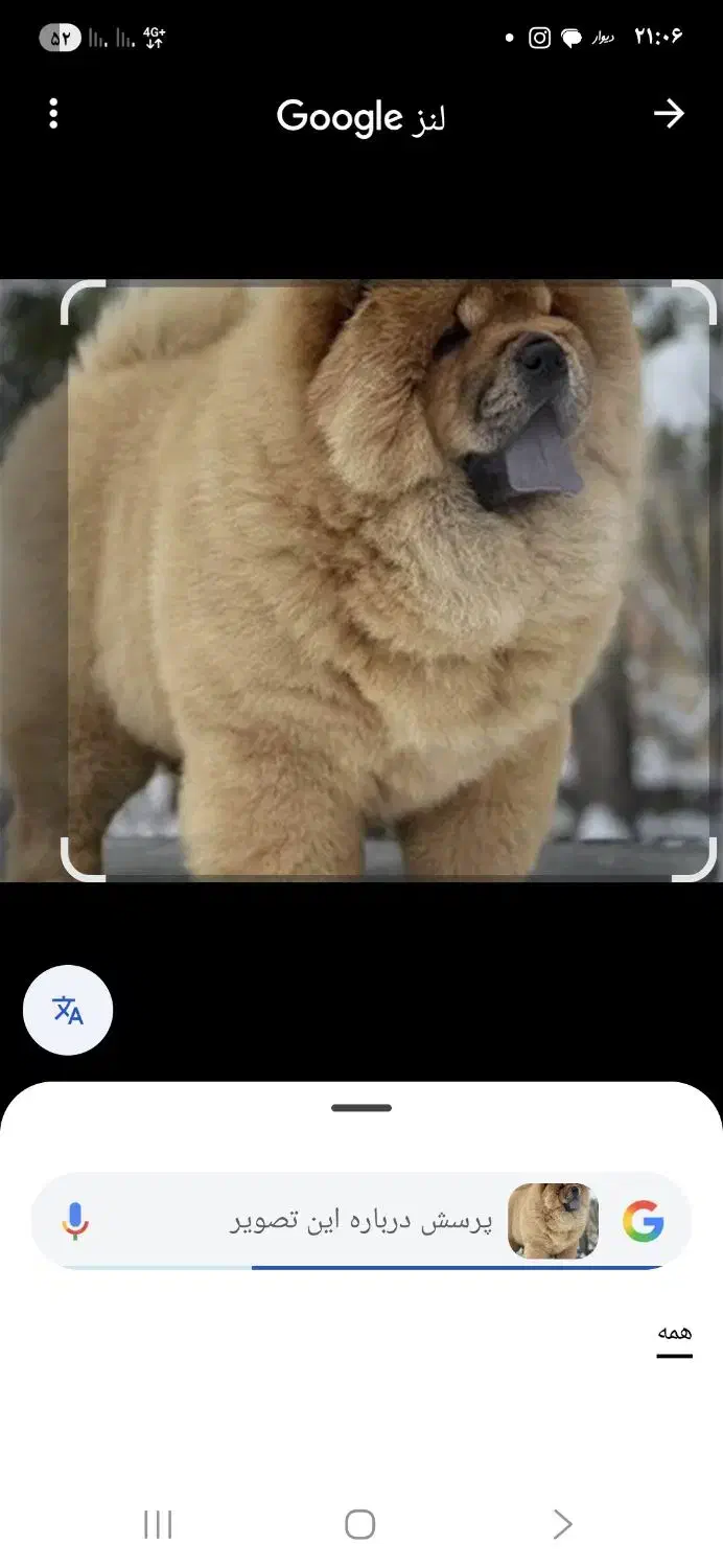 سگ پیدا شده|حیوانات|دزفول, |دیوار