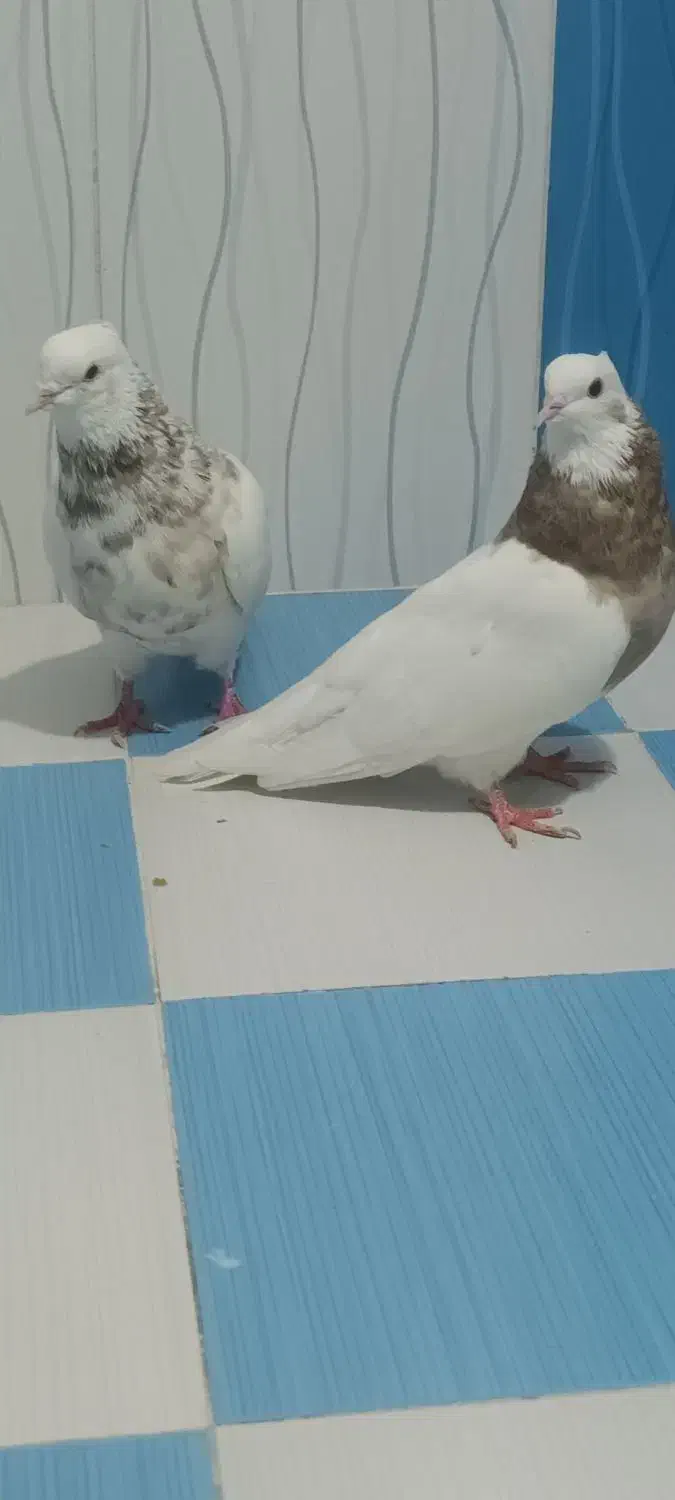 طوقی|پرنده|بهبهان, |دیوار