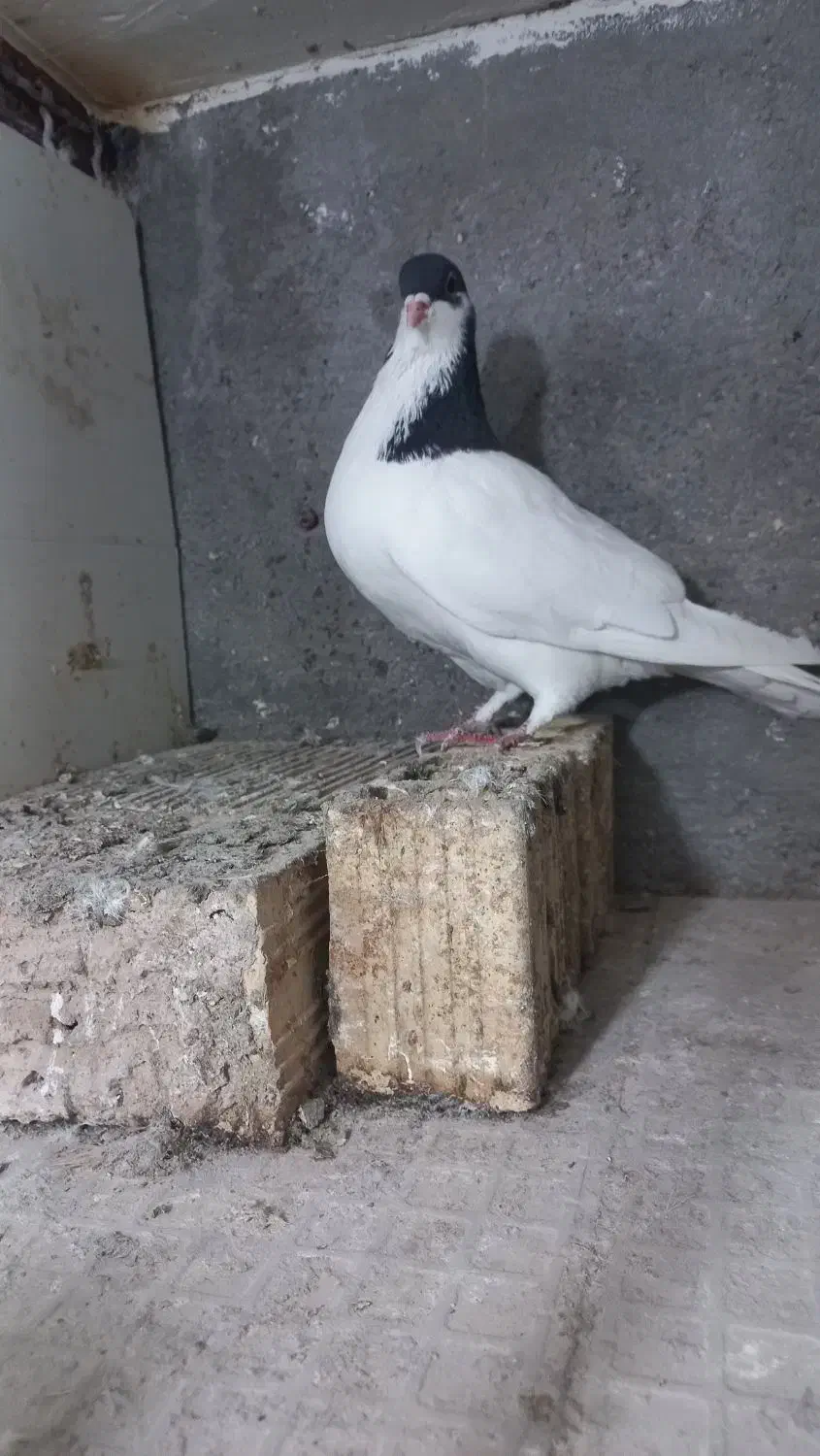 شصتی سیاه|پرنده|کوهین, |دیوار