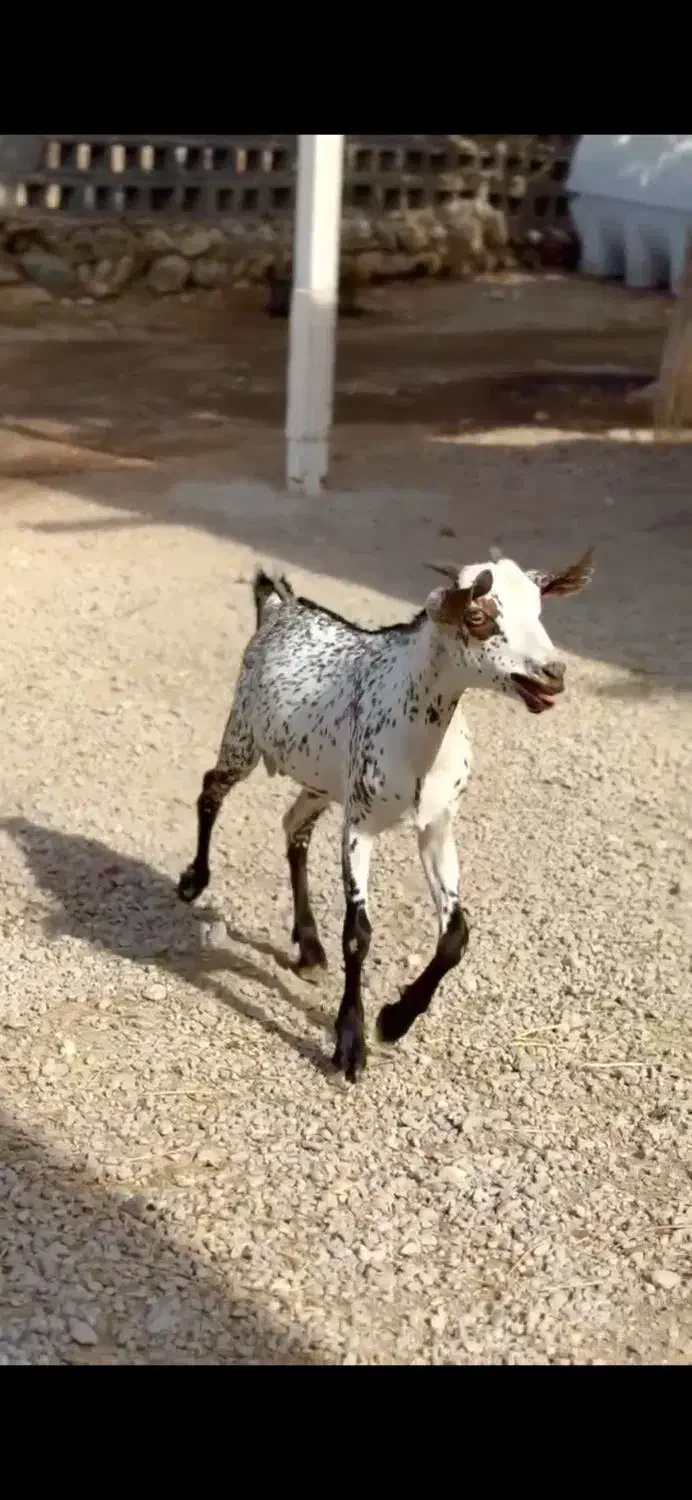 اهویی صلال|حیوانات مزرعه|بافت, |دیوار