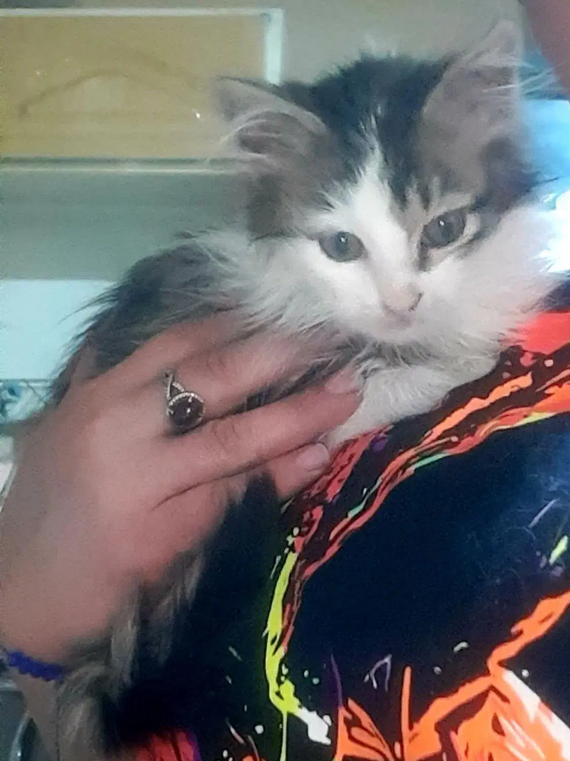 گربه نژاد دار|گربه|تهران, شوش|دیوار