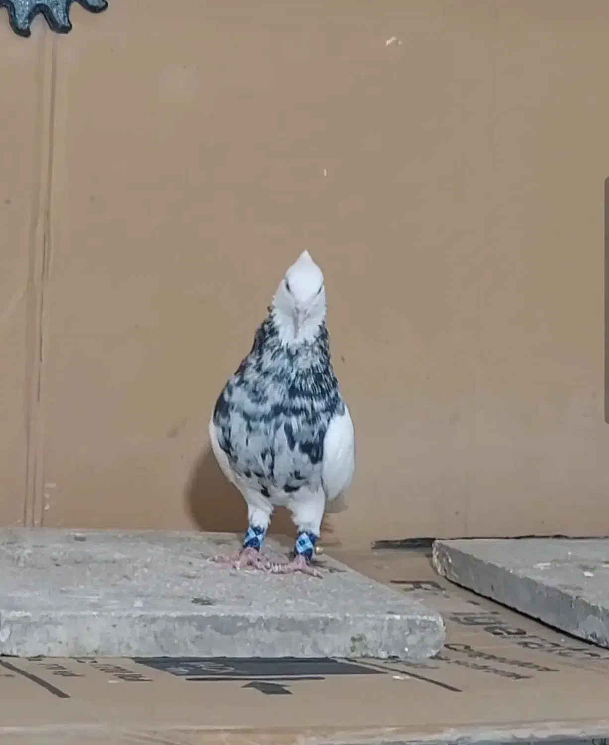 طوقی|پرنده|آبادان, |دیوار