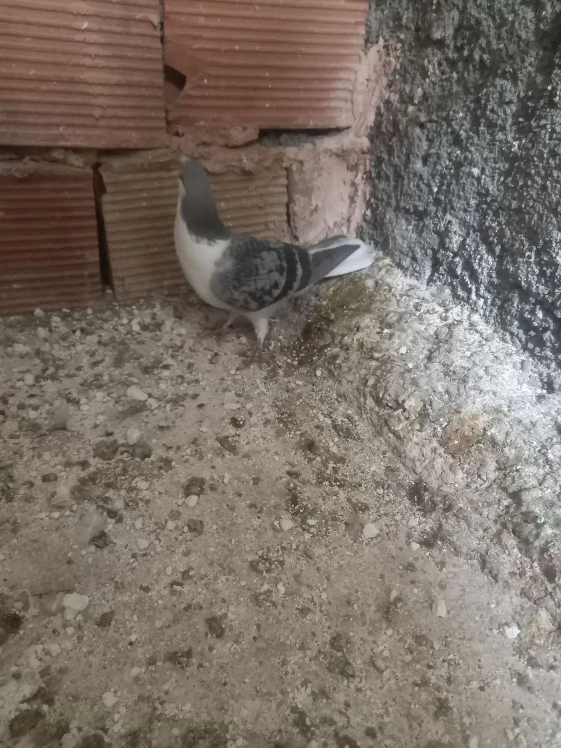 گرفتنی|پرنده|سبزوار, شهرک ابوذر|دیوار