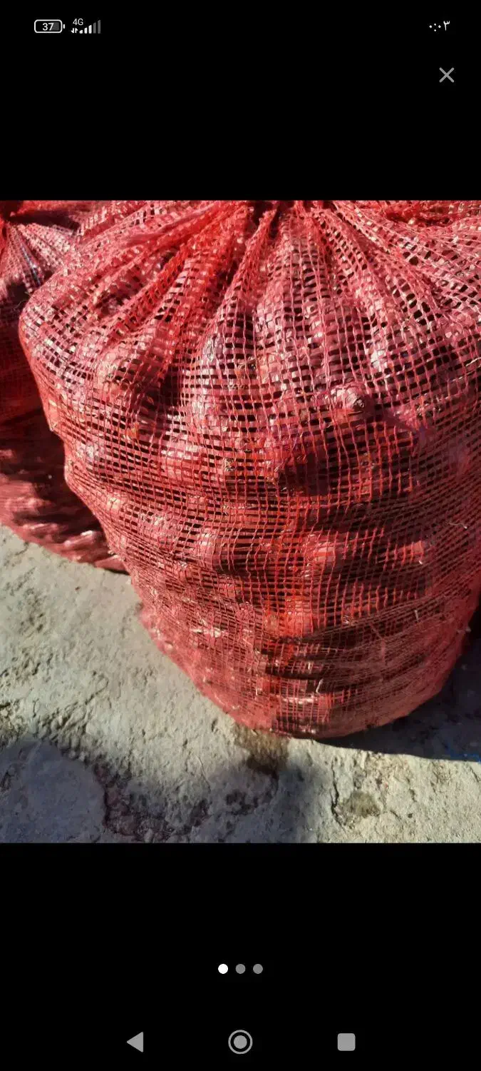 پیاز غرق آبی|خوردنی و آشامیدنی|بیلوار, |دیوار