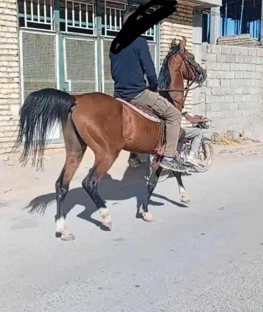 نریان درهشور|اسب و تجهیزات اسب‌سواری|شهرکرد, |دیوار