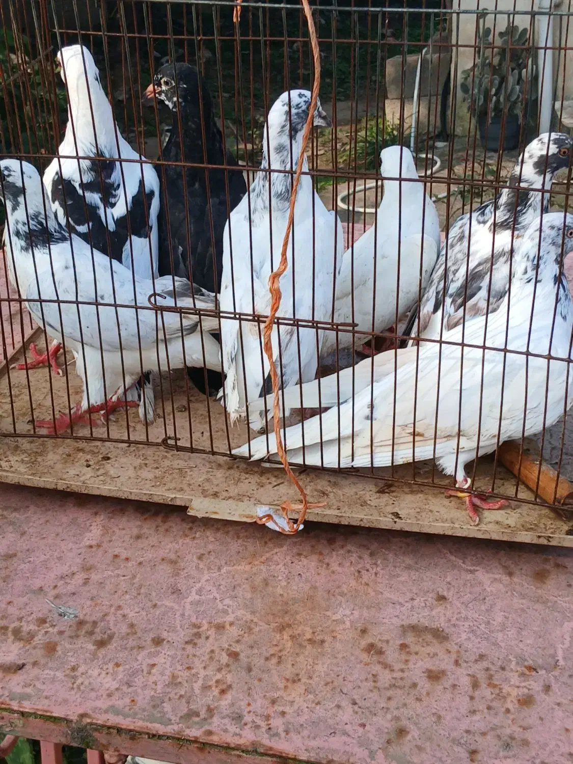 کبوترخوشگل پرشی نر وماده بالغ سالم سرحال|پرنده|صومعه‌سرا, |دیوار