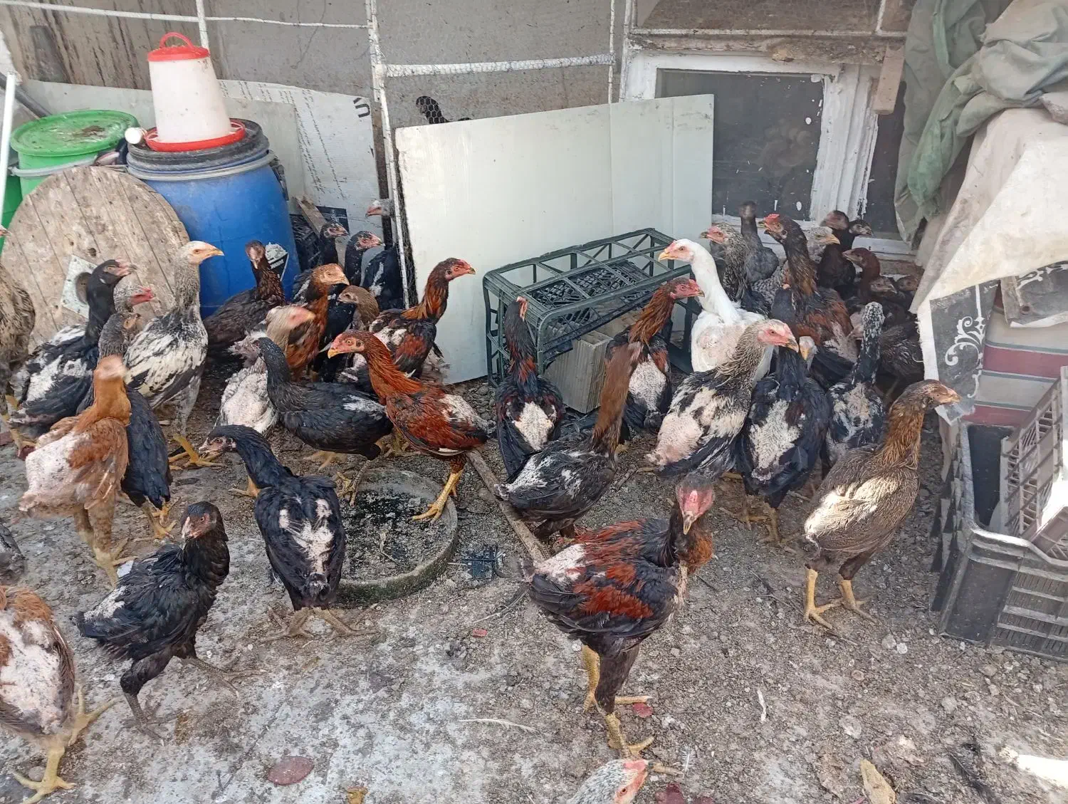 نوچه مرغ خروس لاری اصیل|حیوانات مزرعه|قم, حاج زینل|دیوار