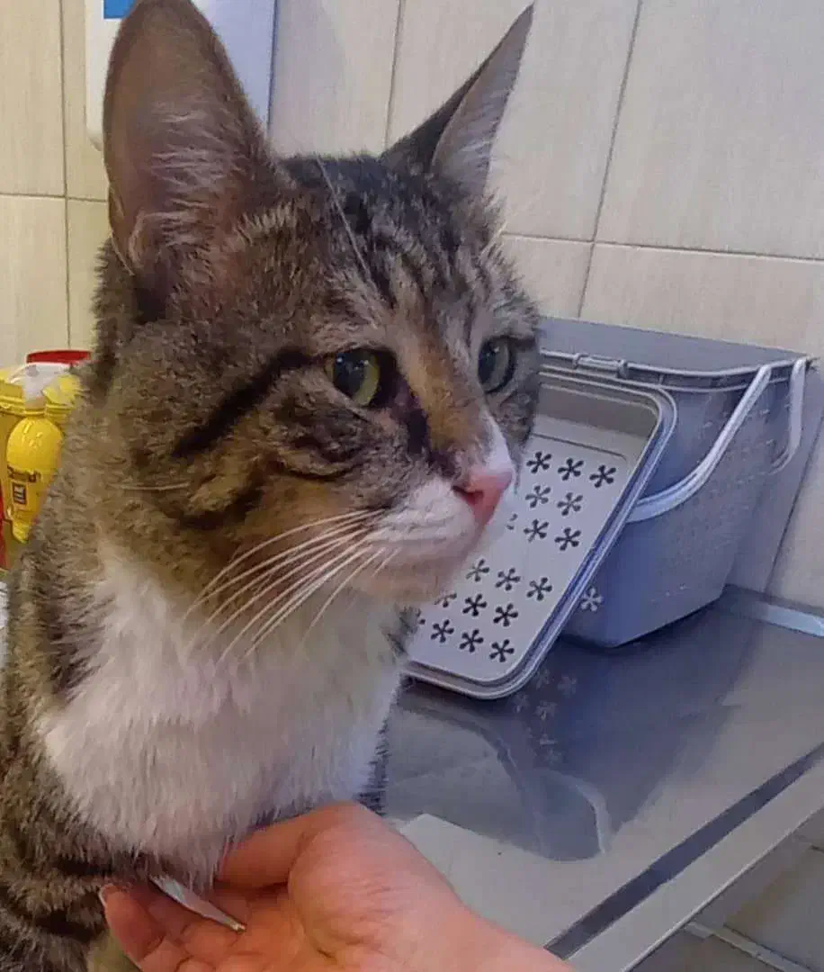 واگذاری گربه با یک پای قطع شده|گربه|تهران, بلوار کشاورز|دیوار