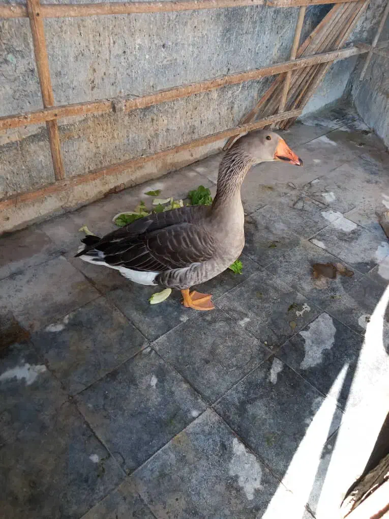 قو غاز|حیوانات مزرعه|تهران, جوادیه|دیوار