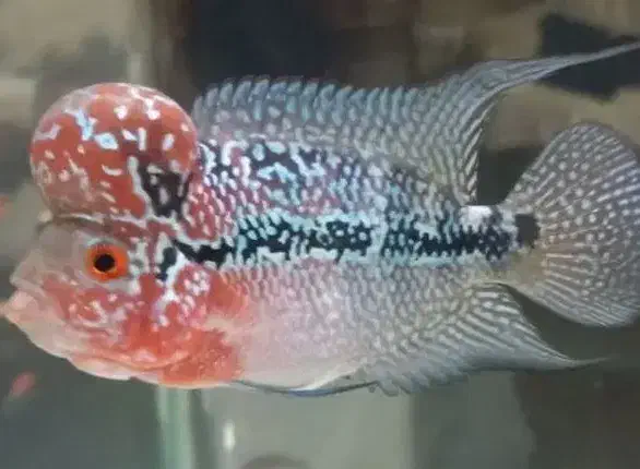 فلاور رد دراگون|ماهی|مشکین‌دشت, |دیوار