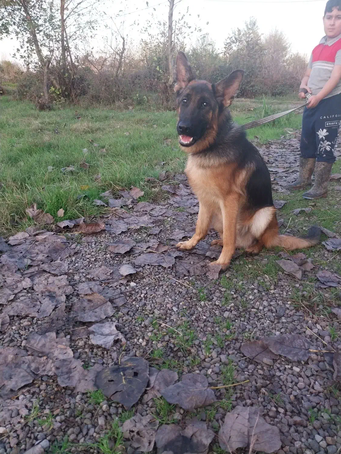 سلام سگ ژرمن یک ساله|سگ|کوچصفهان, |دیوار