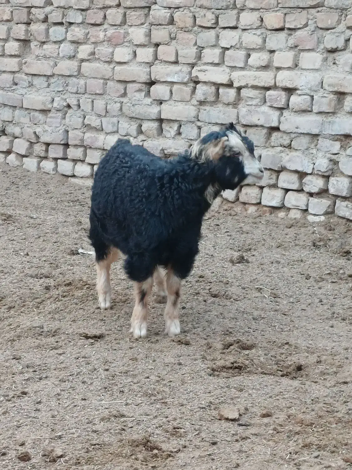 بزغاله|حیوانات مزرعه|جوادآباد, |دیوار