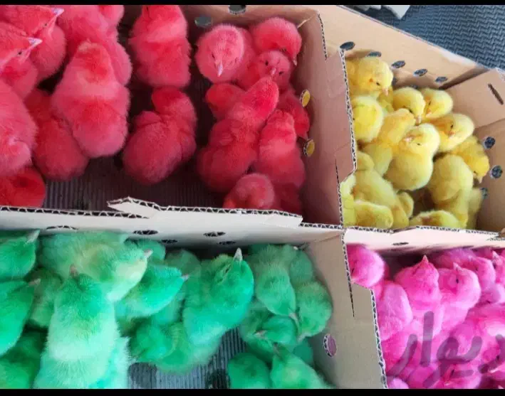 پخش انواع جوجه یک روزه عمده|حیوانات مزرعه|کرج, عظیمیه|دیوار