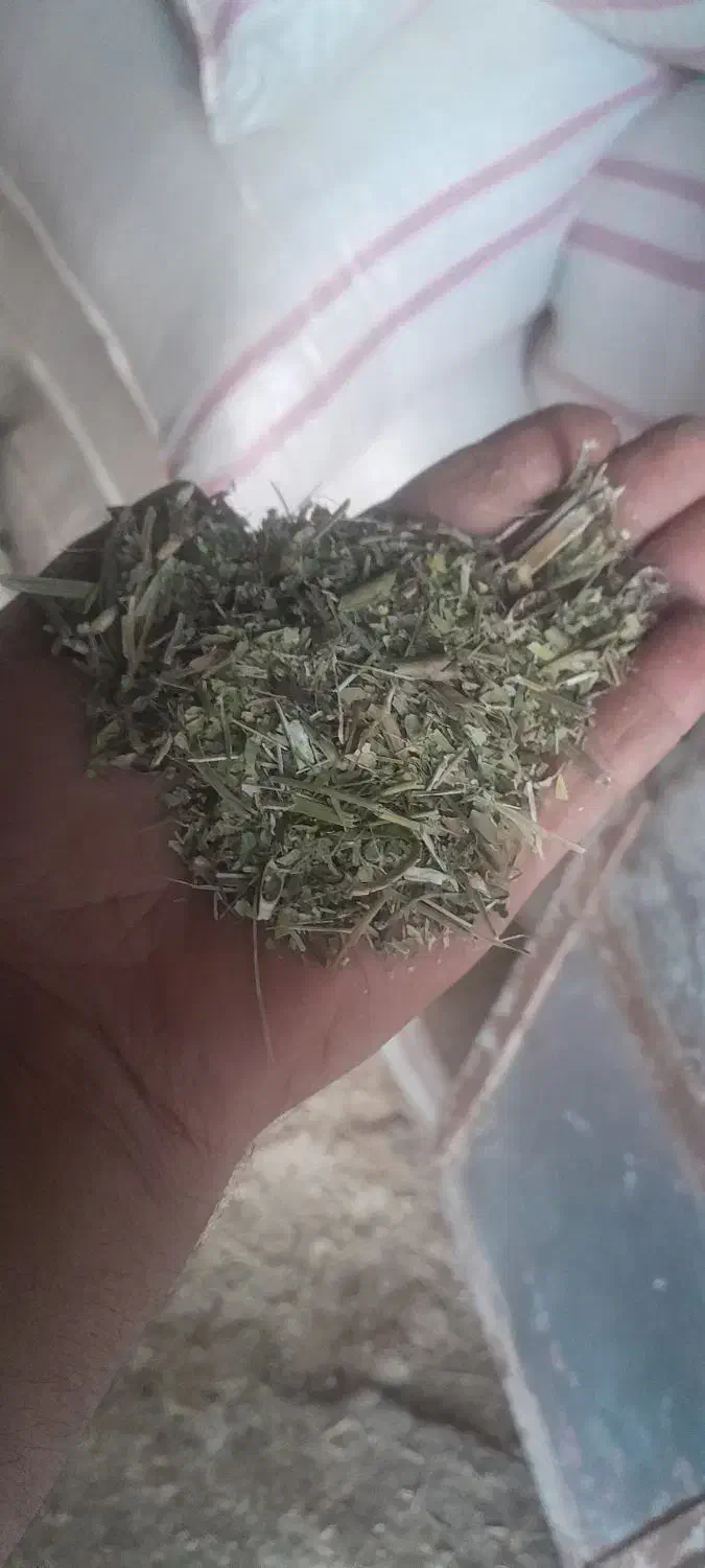 کاه ماش|عمدهفروشی|شاهیوند, |دیوار