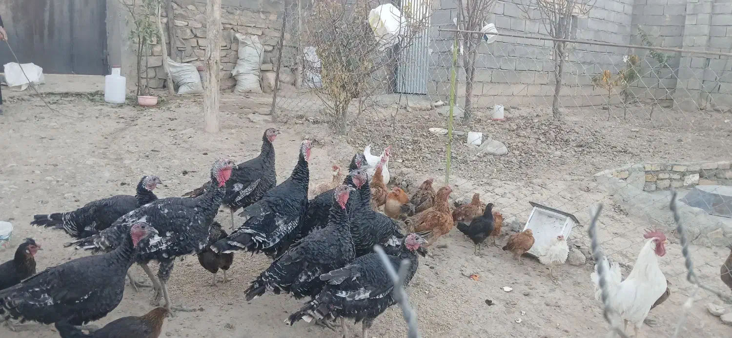 فروشی|حیوانات مزرعه|سنقر, |دیوار