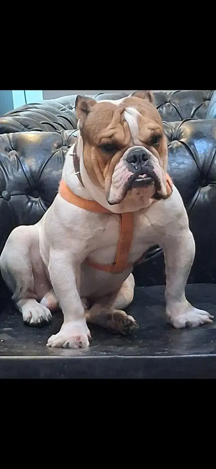 سگ انگلیش بولداگ انگلیس بولداگ|سگ|تهران, مهرآباد جنوبی|دیوار