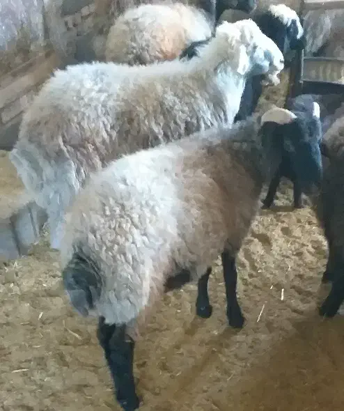 بره نر وماده|حیوانات مزرعه|بن, |دیوار