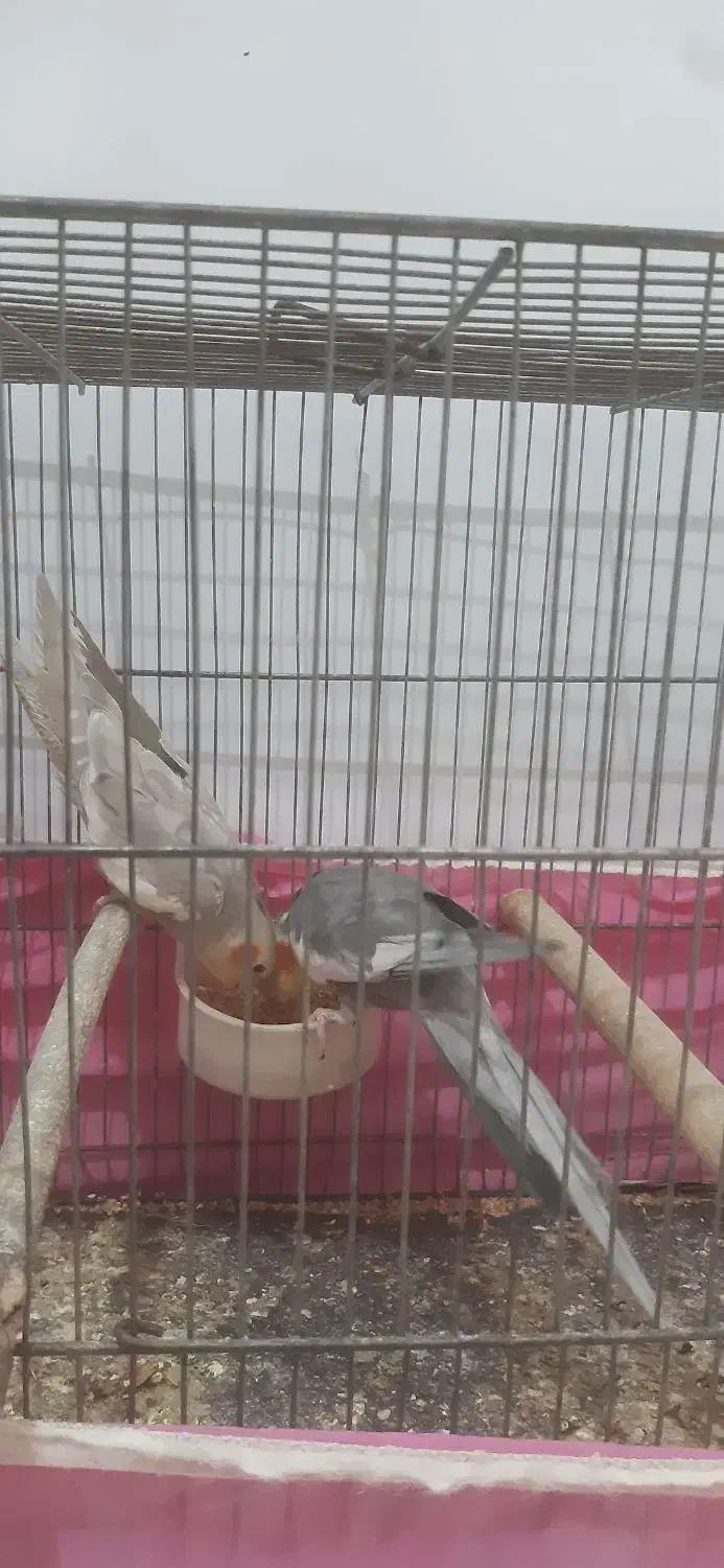 عروس هلندی|پرنده|رشت, شهرک شهید مفتح|دیوار