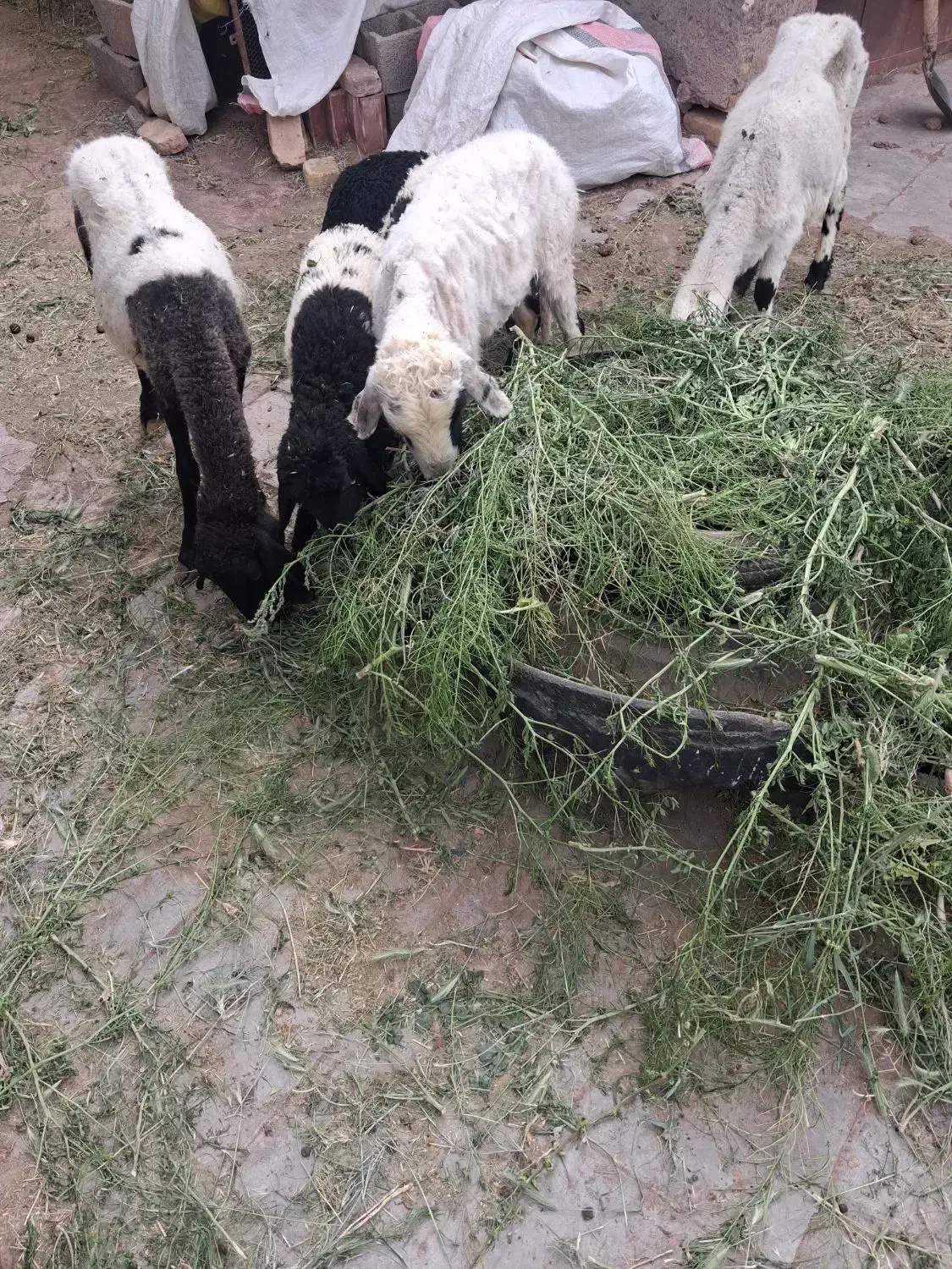 میش|حیوانات مزرعه|رفسنجان, |دیوار