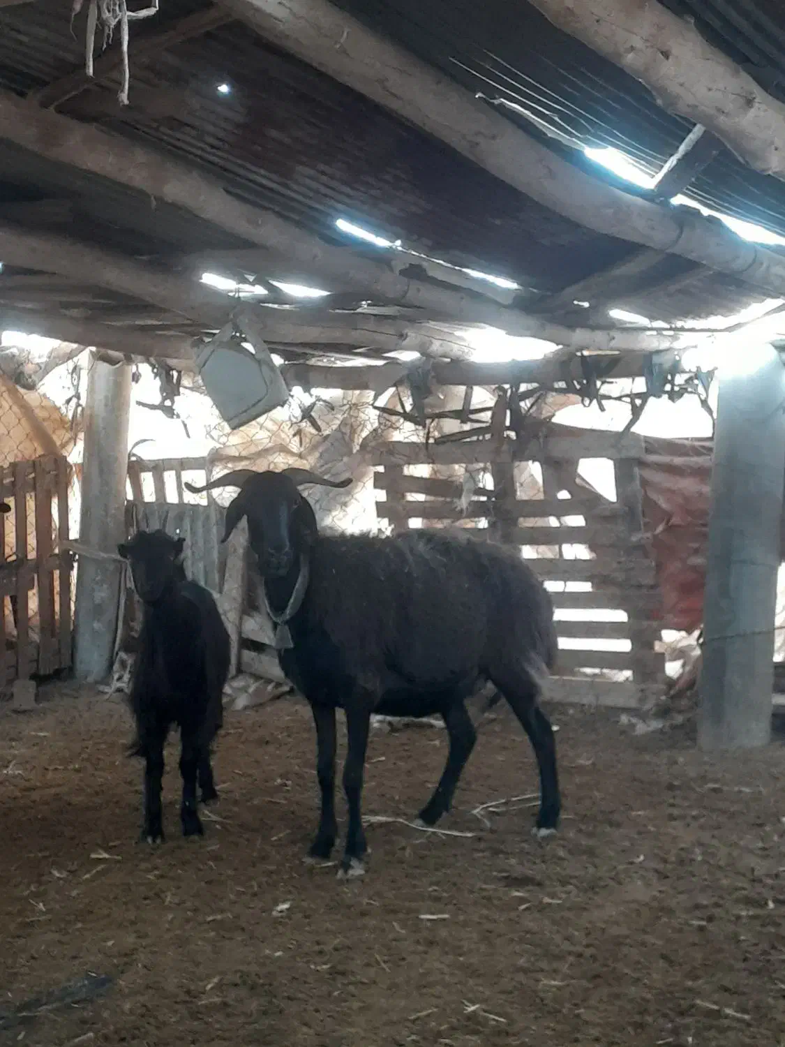 شیشک میش|حیوانات مزرعه|جوادآباد, |دیوار