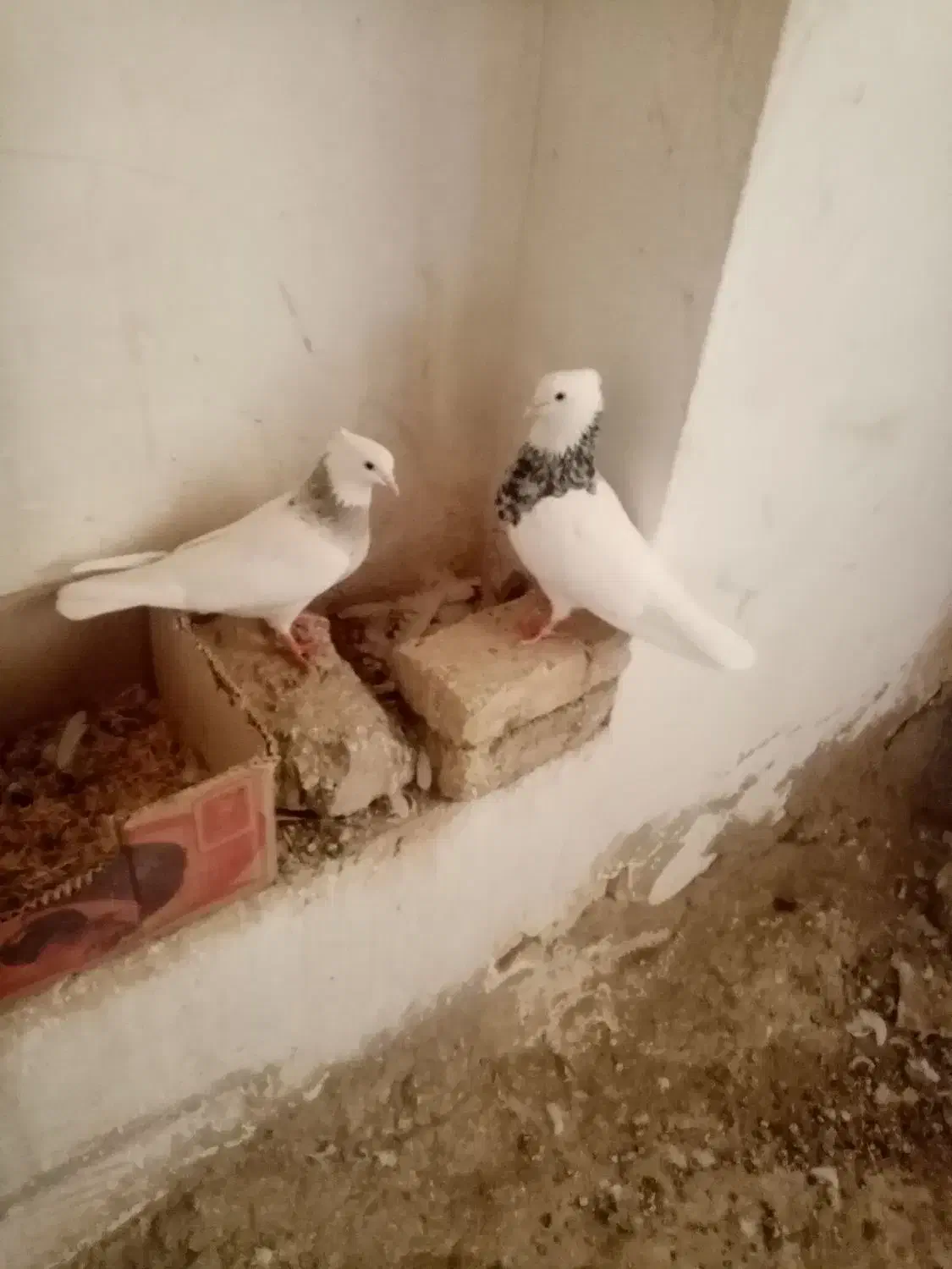 کبوتر طوقی|پرنده|سنقر, |دیوار