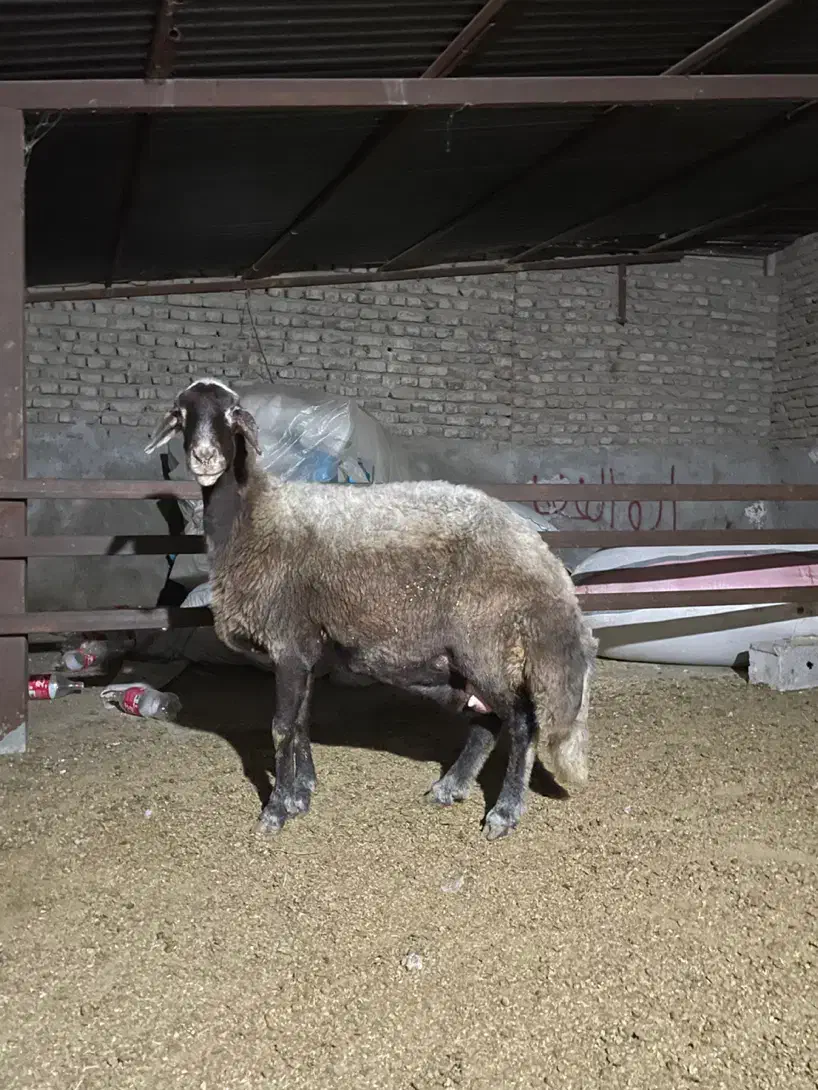 گوسفند کردستانی|حیوانات مزرعه|گرگان, |دیوار