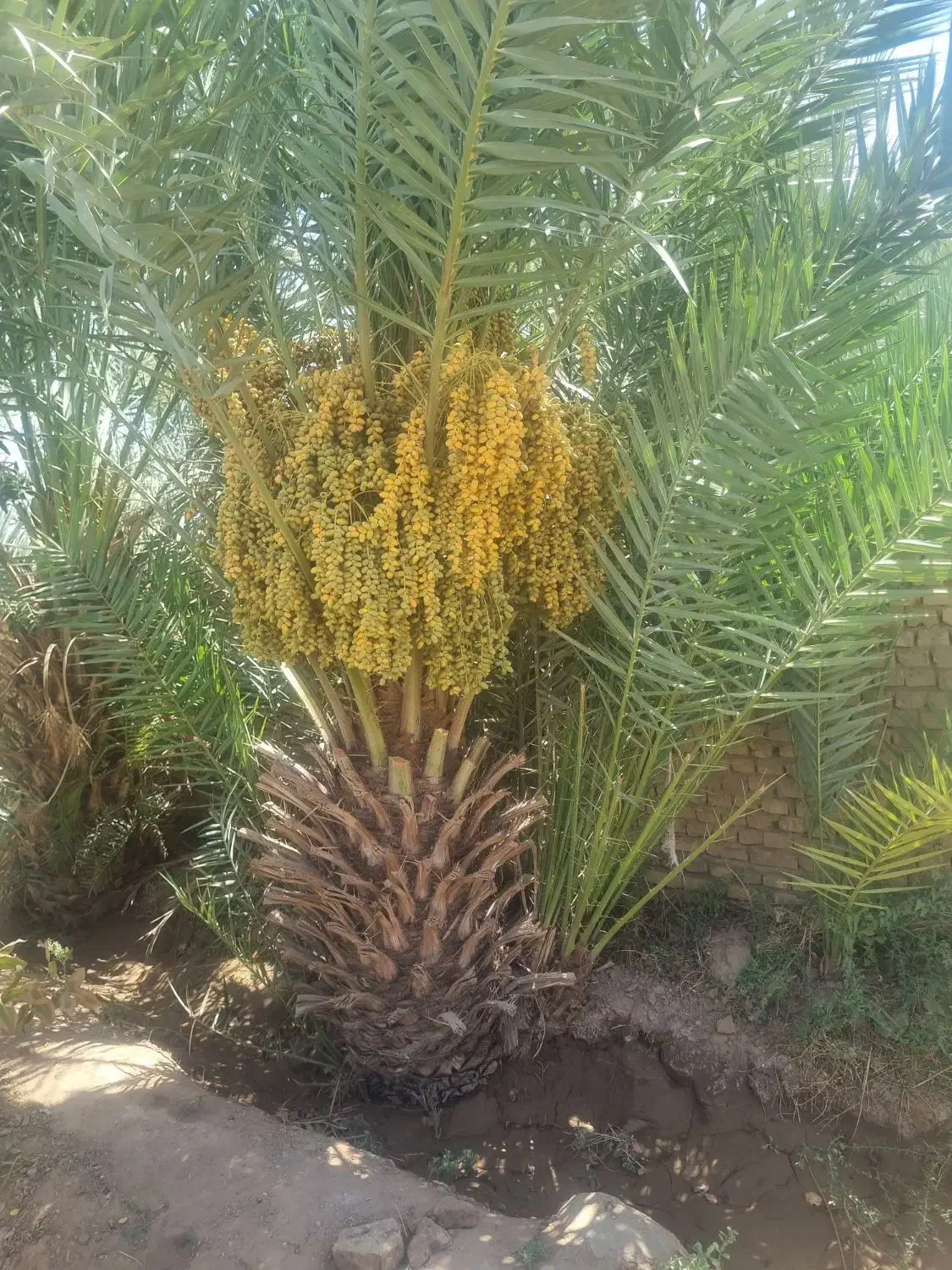 زمین فروشی پشت هتل علمدار|فروش زمین و ملک کلنگی|بافق, |دیوار