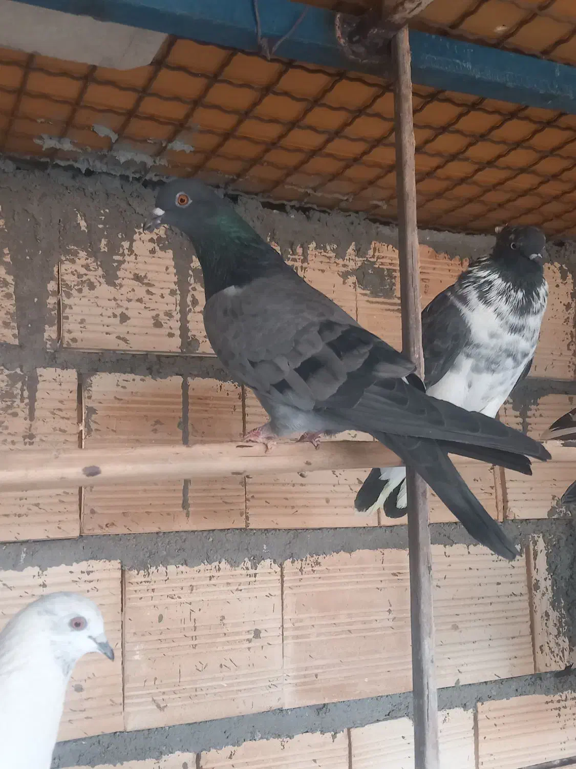 کبوتر پرشی چاهستان بارجدید|پرنده|بندرعباس, |دیوار