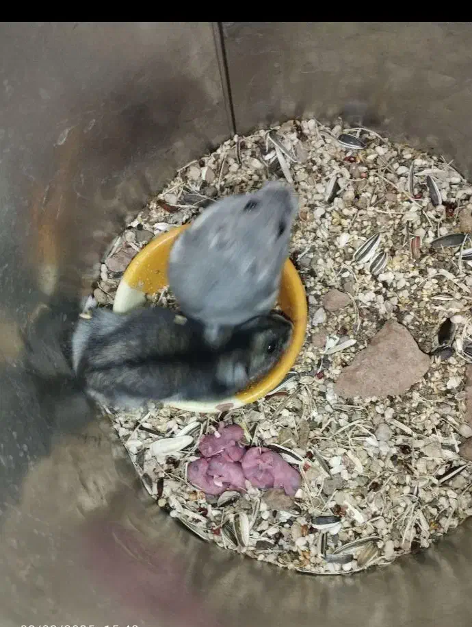 همستر|موش و خرگوش|قم, شهدا|دیوار