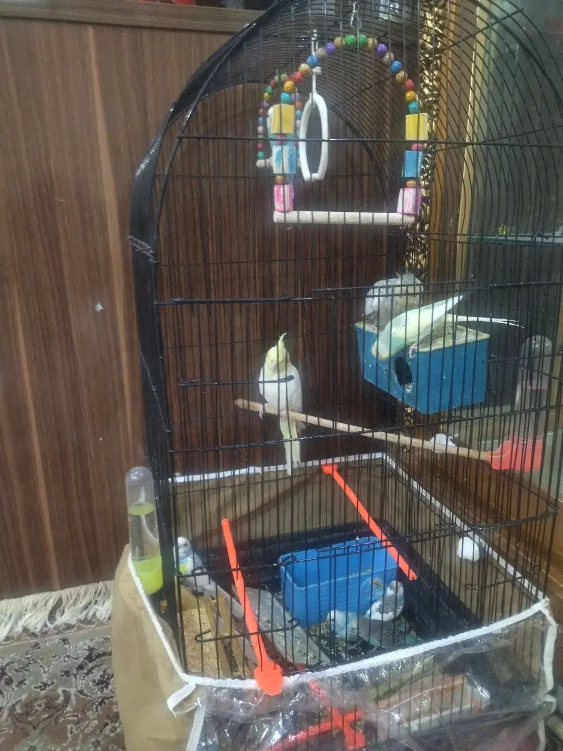 ۶عدد مرغ عشق برافروش|پرنده|مشهد, طبرسی شمالی|دیوار