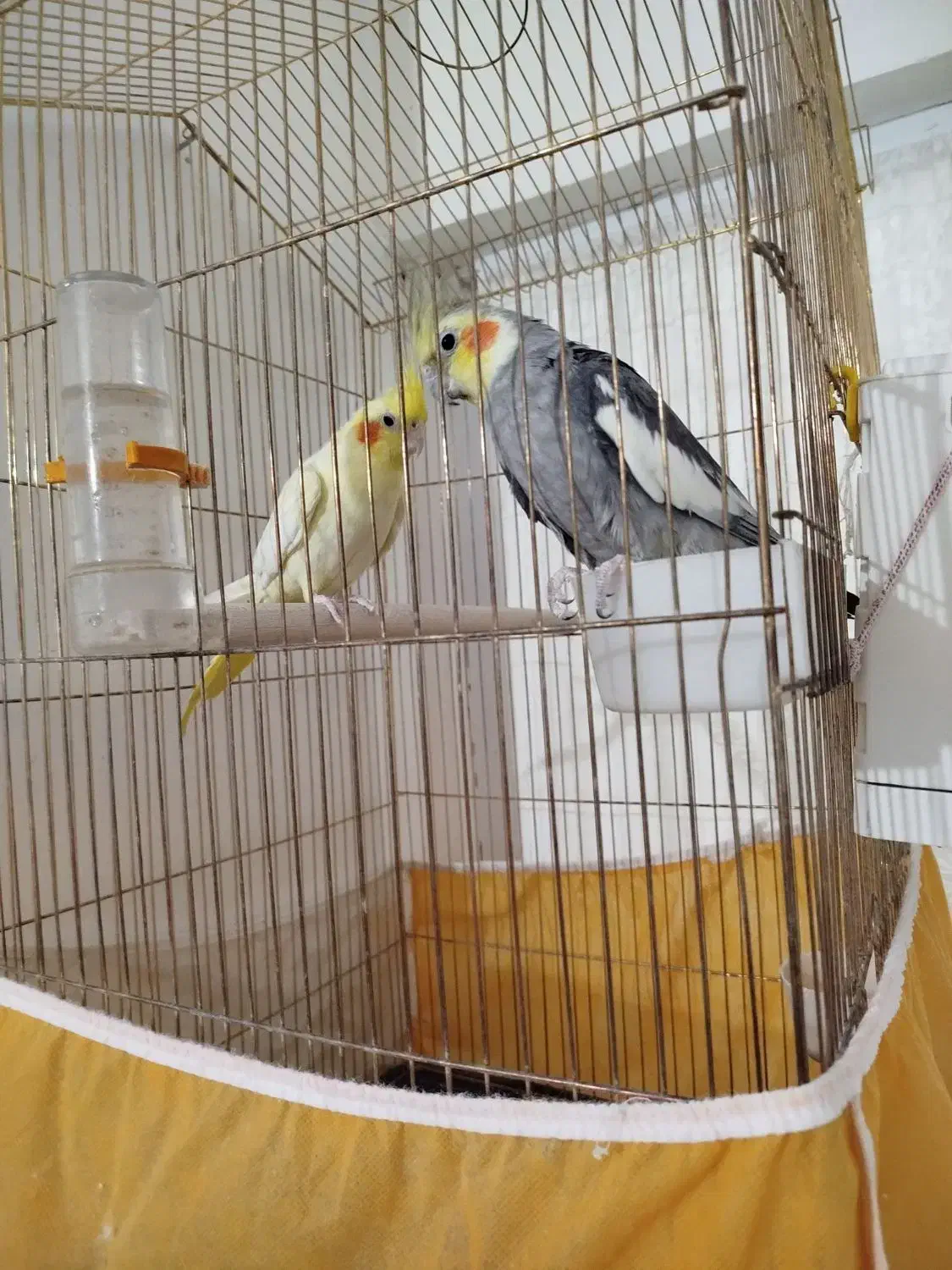 عروس هلندی نر وماده،مولد|پرنده|سهند, |دیوار