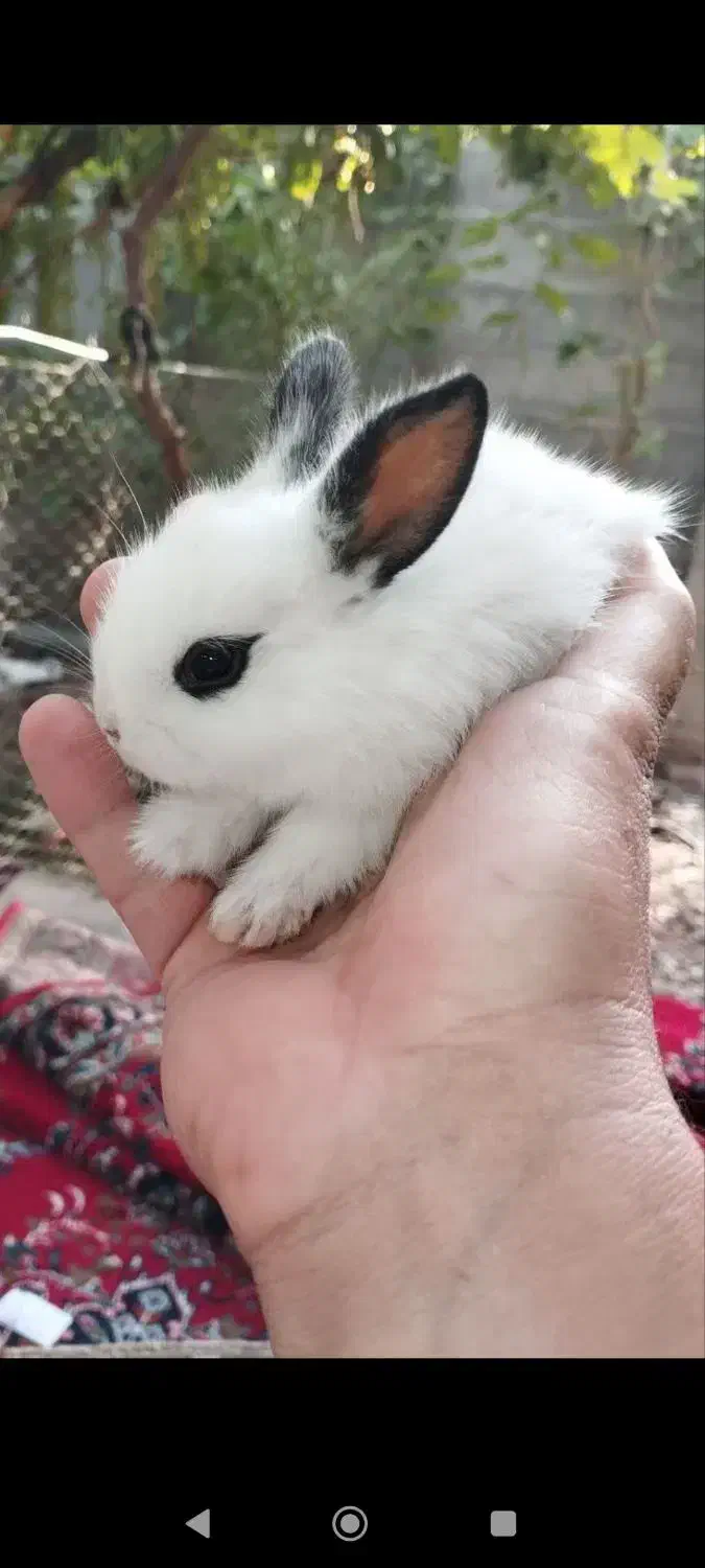 بچه خرگوش|موش و خرگوش|آبیک, |دیوار