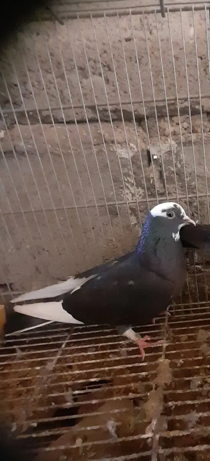 کبوتر|پرنده|قشم, |دیوار