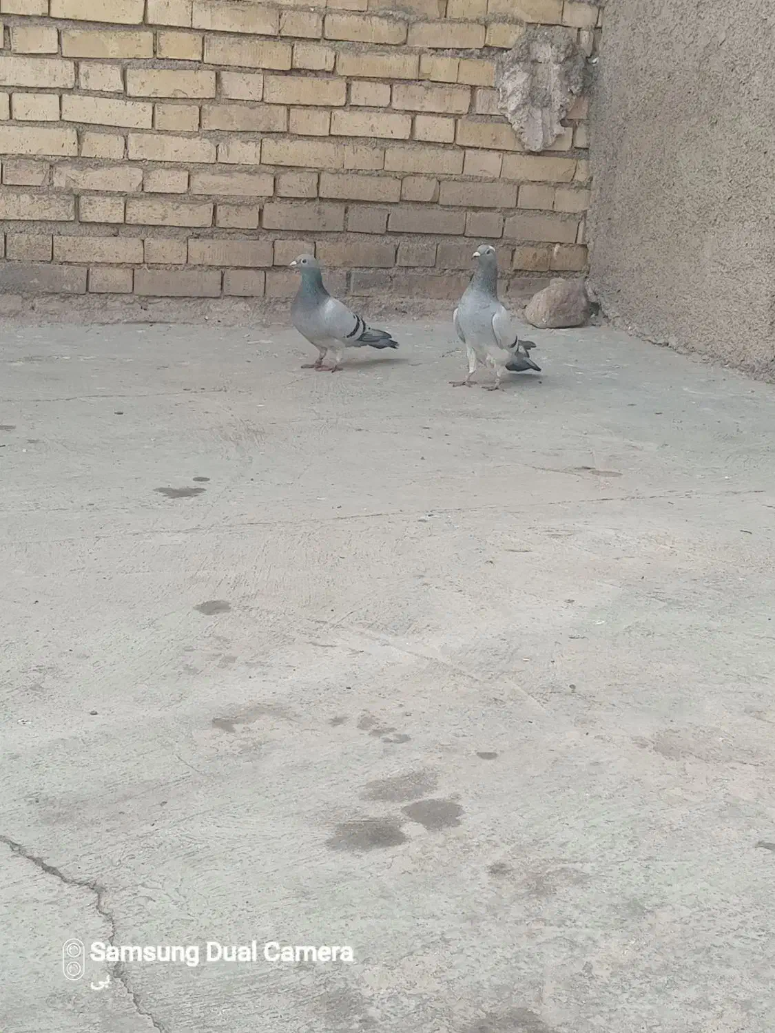 کبوتر|پرنده|مزرعه کتول, |دیوار