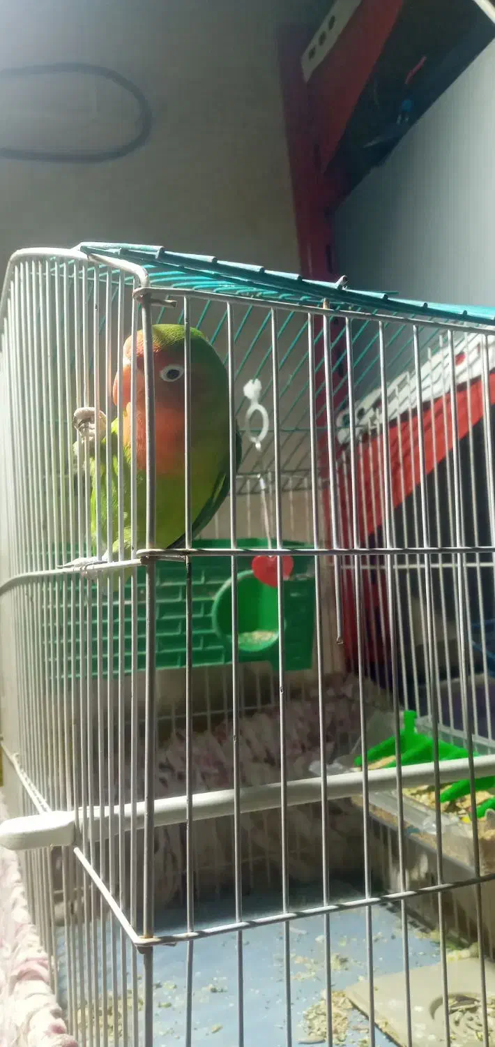 طوطی برزیلی نر و یک جفت مرغ عشق|پرنده|اندیشه, شهرک مریم|دیوار