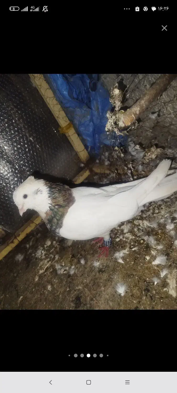 طوق نر گومشده|حیوانات|یاسوج, |دیوار