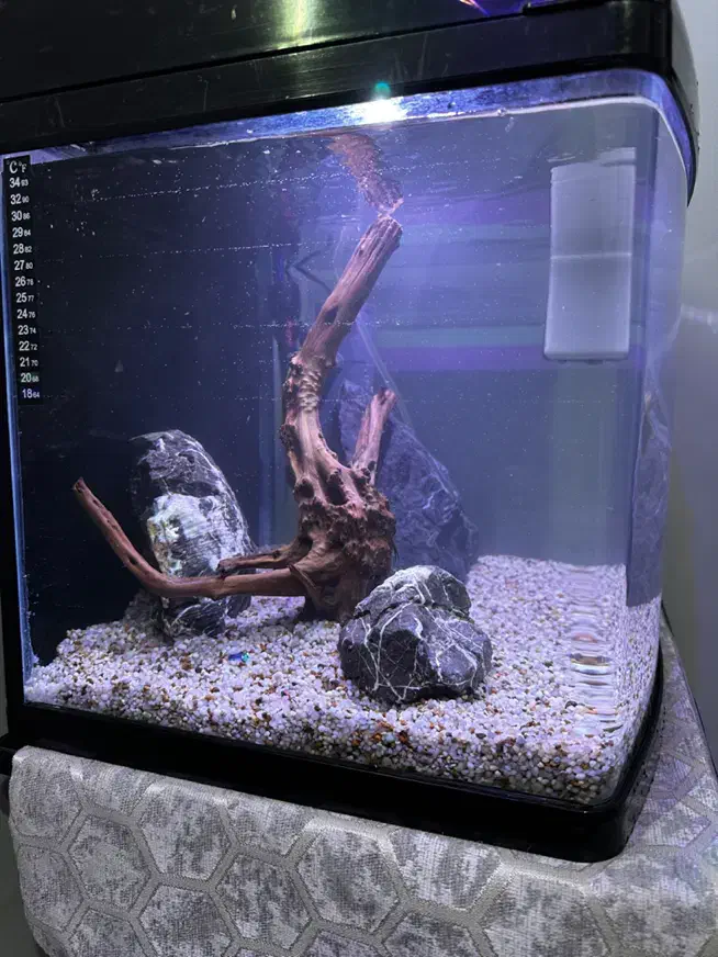 آکواریوم|ماهی|فردیس, فرامرزیه|دیوار