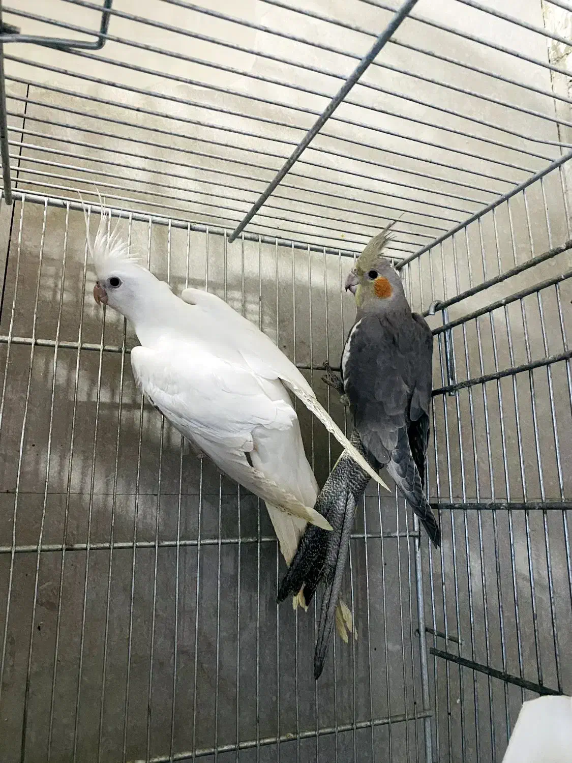 مرغ عشق|پرنده|مریوان, |دیوار