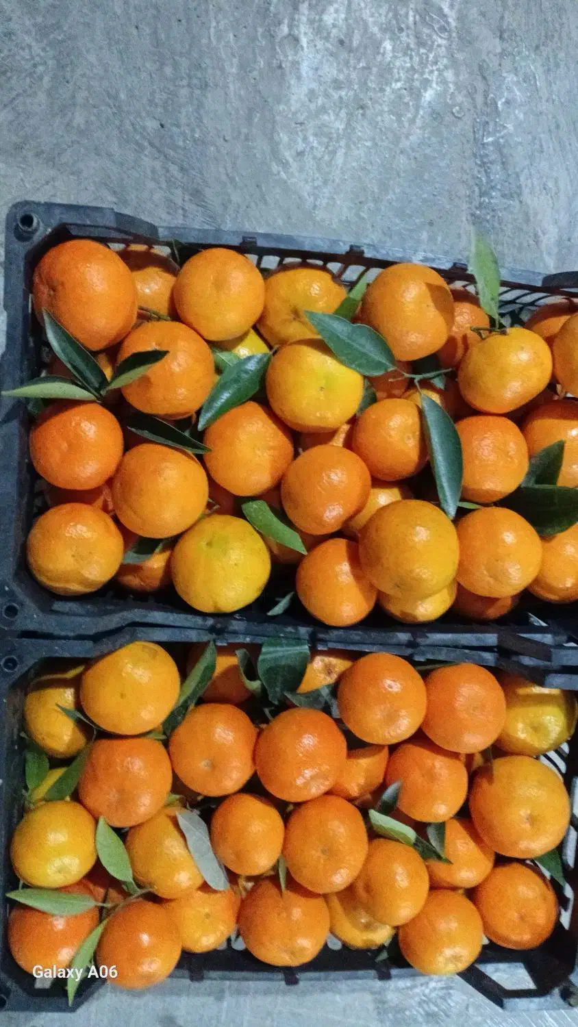 نارنگی پیج|خوردنی و آشامیدنی|بابل, |دیوار