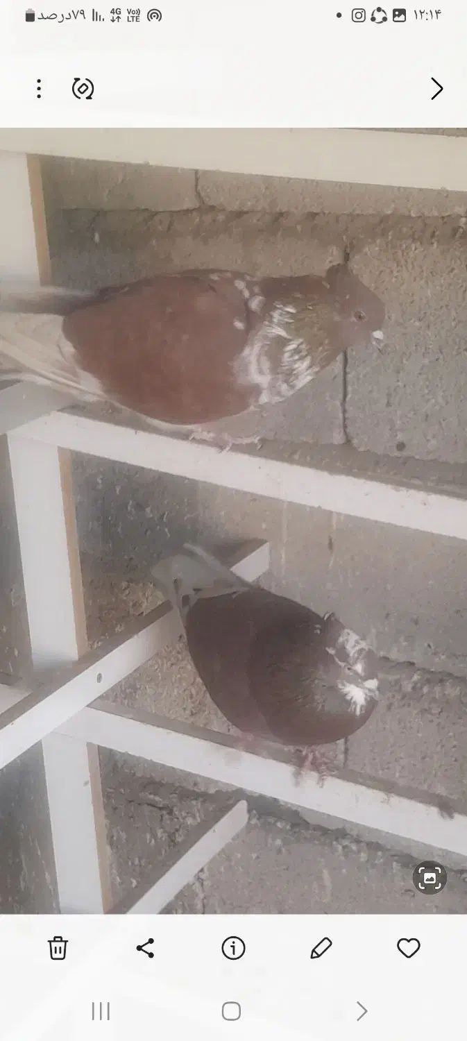 کبوتر پرشی|پرنده|پلدشت, |دیوار